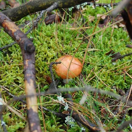 Jeziorna Bryza Olpuch