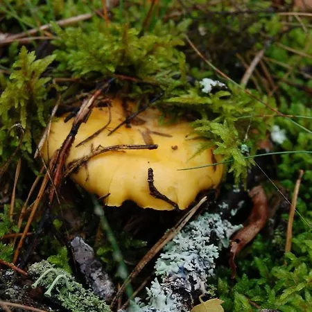 Jeziorna Bryza